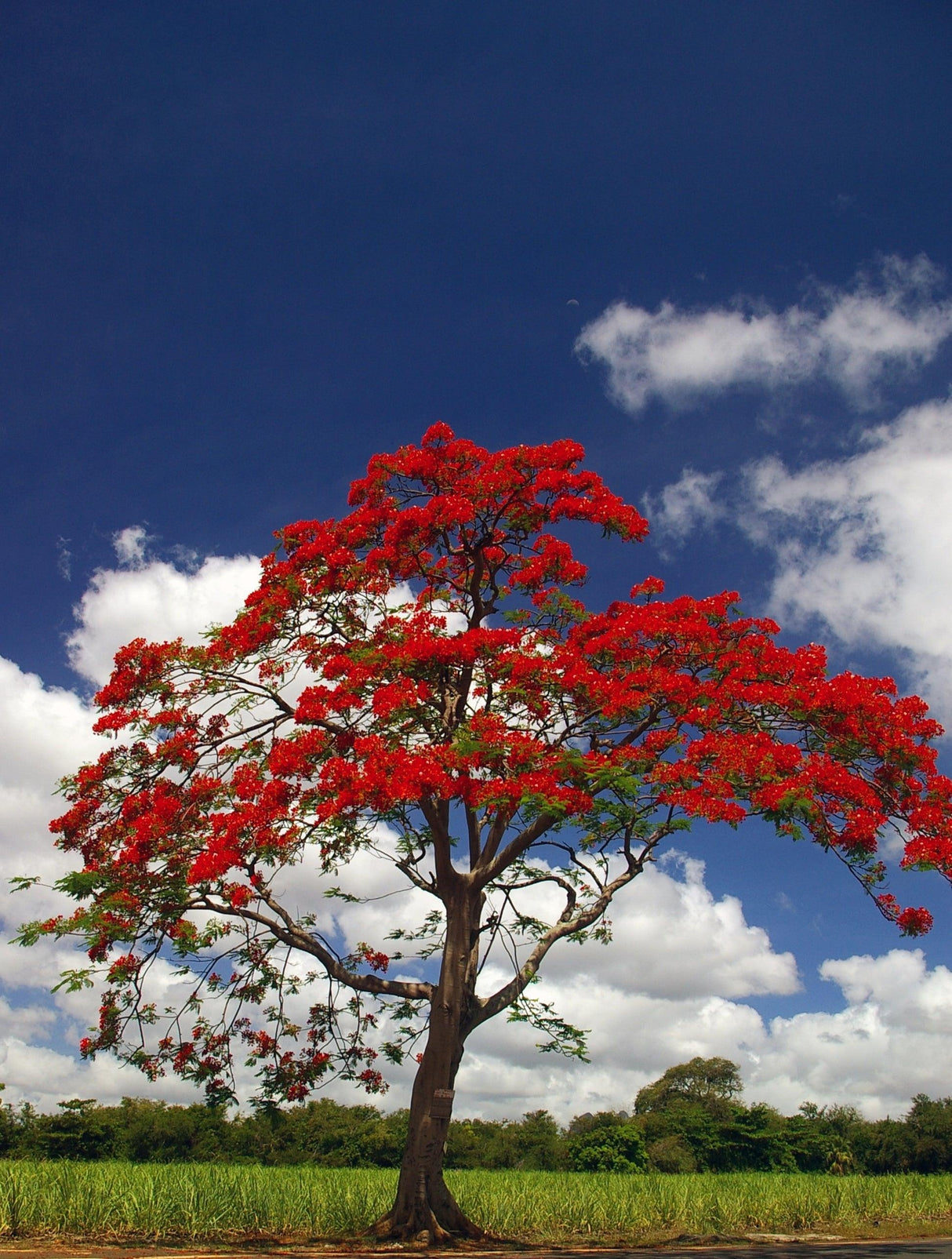 Brachychiton Jerilderie Red 'Flame tree' - Brisbane Plant Nursery