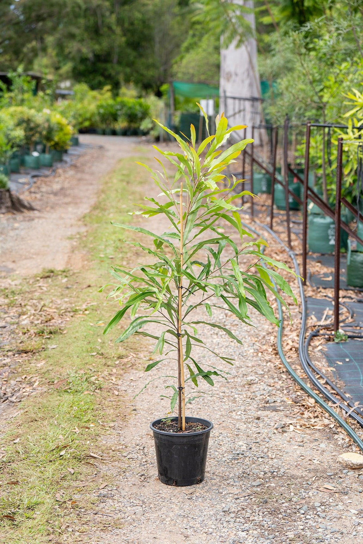 Buckinghamia Celsissima 'Ivory Curl Tree' - Brisbane Plant Nursery