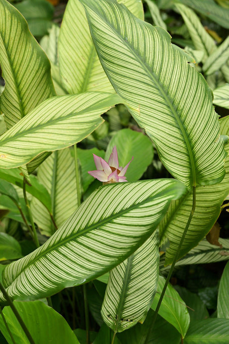 Calathea Bicajoux Pink - Brisbane Plant Nursery