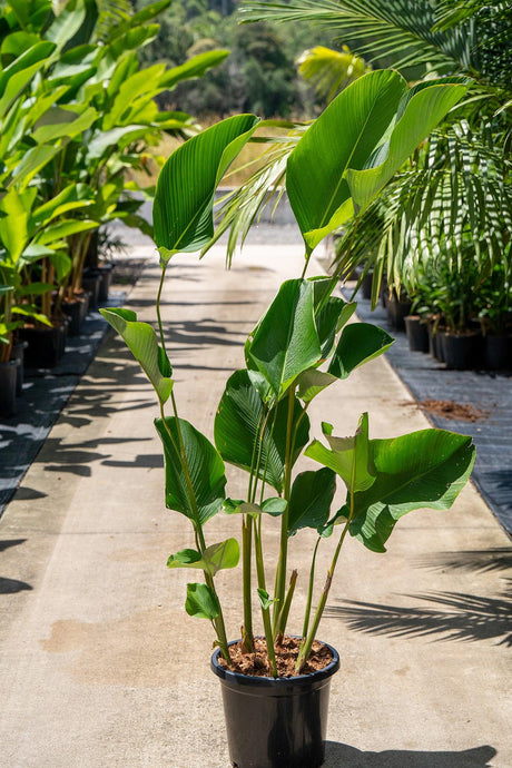 Calathea lutea 'Cigar' - Brisbane Plant Nursery