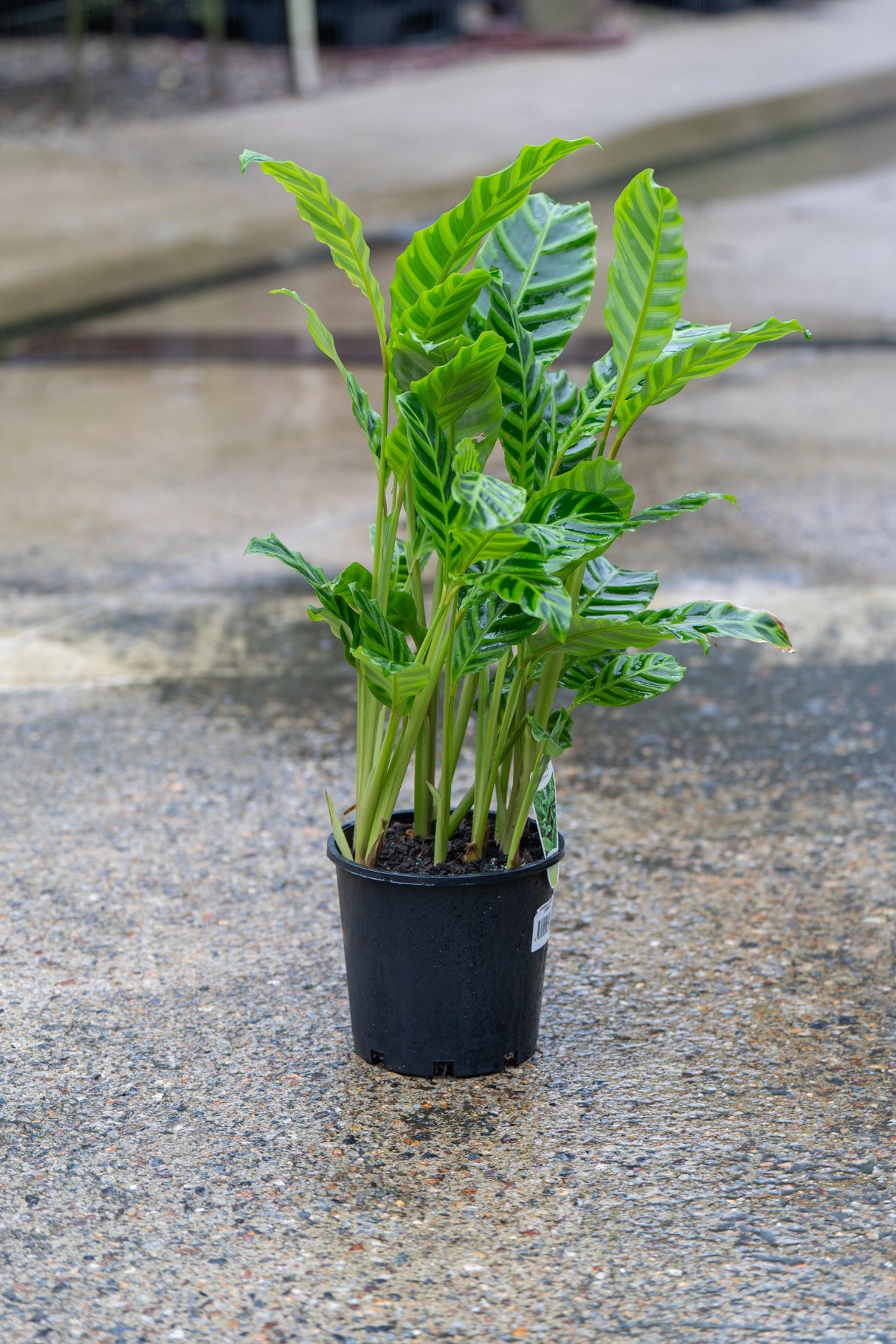 Calathea zebrina - Brisbane Plant Nursery