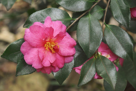 Camellia hiemalis hiryu - Brisbane Plant Nursery