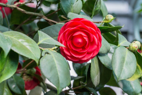 Camellia japonica 'Black Tie' - Brisbane Plant Nursery