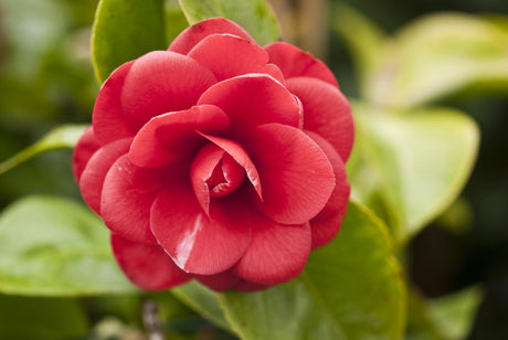 Camellia japonica CM Hovey - Brisbane Plant Nursery