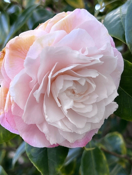 Camellia japonica Desire - Brisbane Plant Nursery