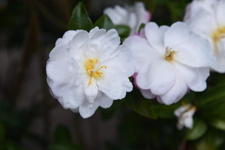 Camellia japonica Ecclesfield - Brisbane Plant Nursery