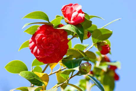 Camellia japonica Great Eastern - Brisbane Plant Nursery