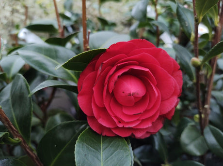 Camellia japonica Roger Hall - Brisbane Plant Nursery