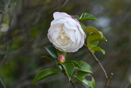 Camellia sasanqua Beatrice Emily - Brisbane Plant Nursery