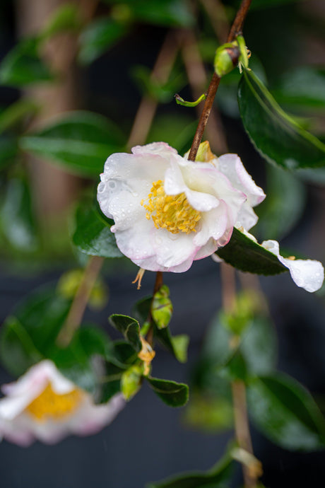 Camellia Sasanqua Gay - Brisbane Plant Nursery