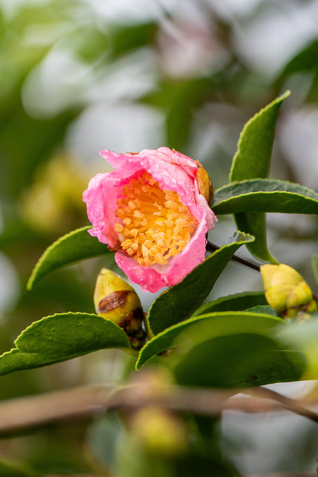 Camellia sasanqua Jennifer Susan - Brisbane Plant Nursery