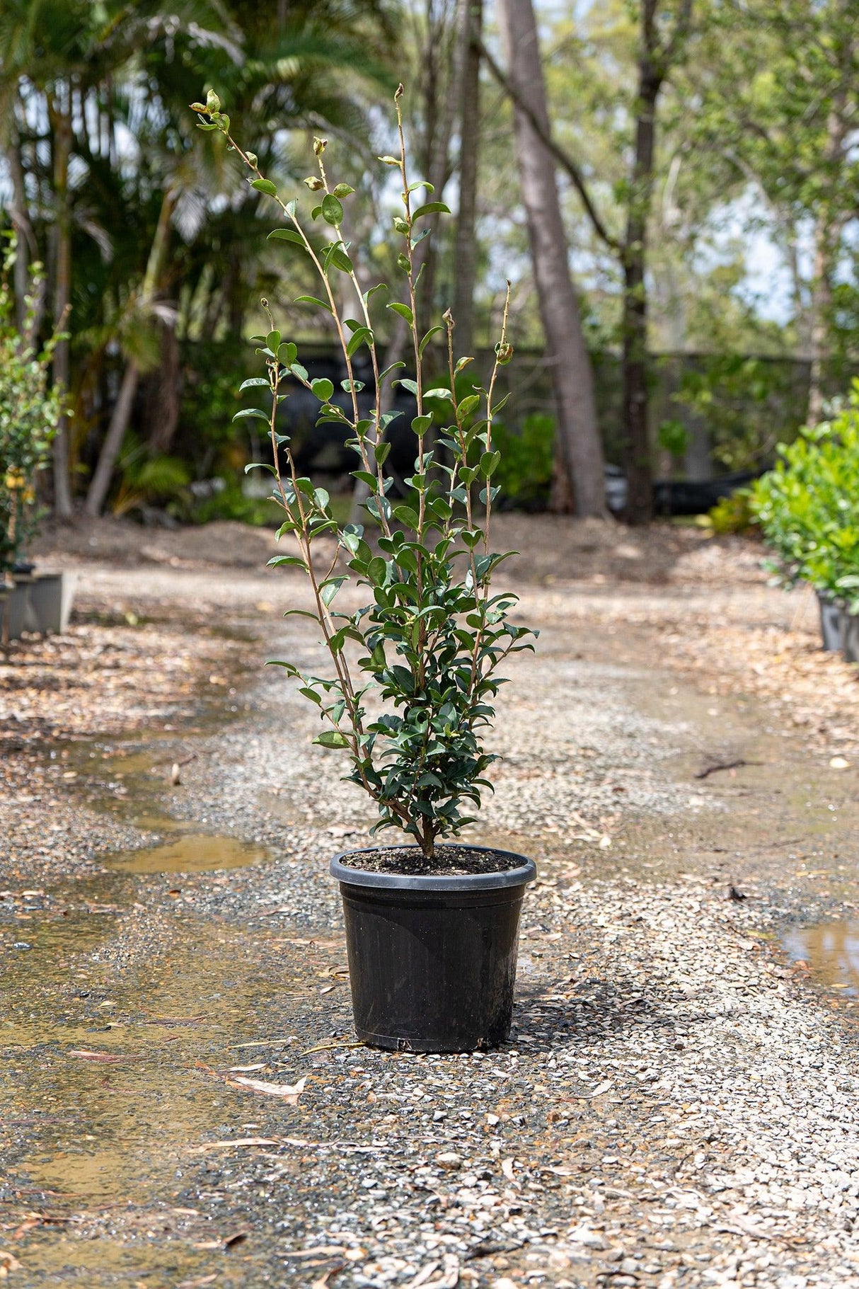 Camellia sasanqua Jennifer Susan - Brisbane Plant Nursery