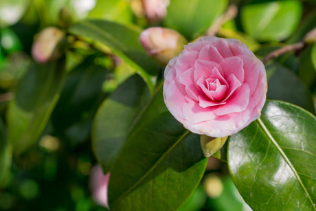Camellia sasanqua Paradise Blush - Brisbane Plant Nursery
