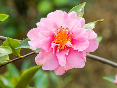 Camellia sasanqua Paradise Pearl - Brisbane Plant Nursery