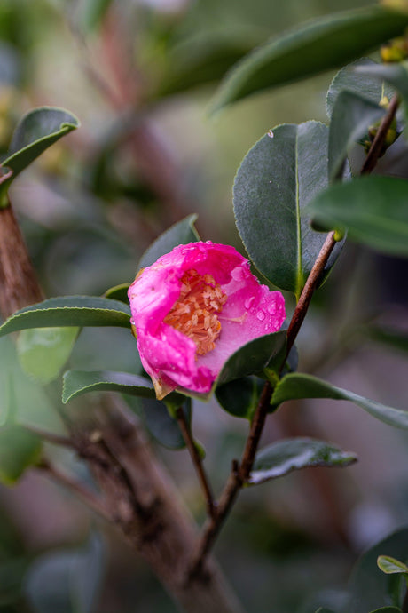 Camellia sasanqua Plantation Pink - Brisbane Plant Nursery