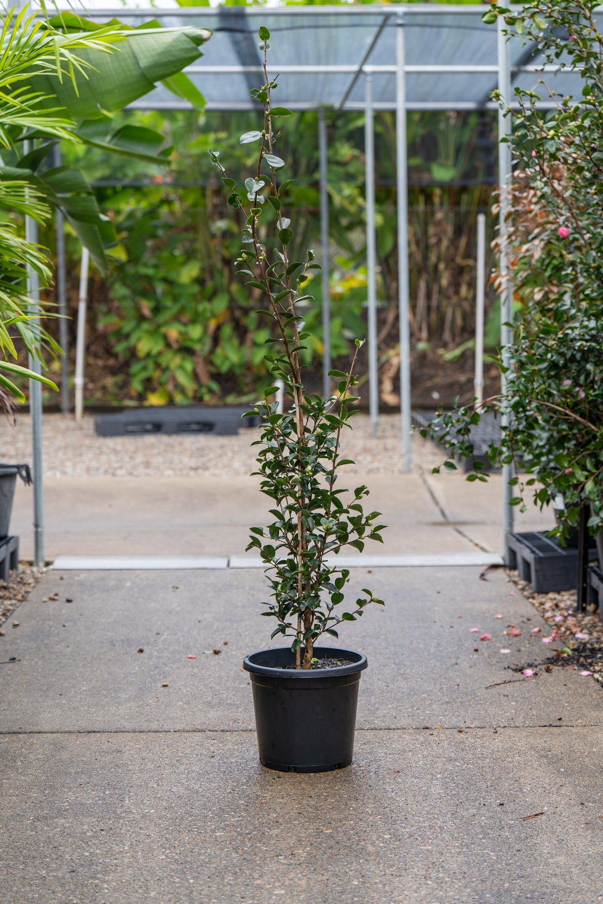 Camellia sasanqua Pure Silk - Brisbane Plant Nursery