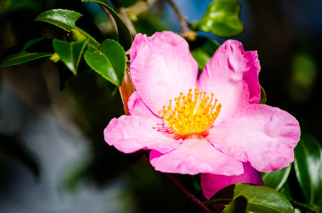 Camellia sasanqua Rose Ann - Brisbane Plant Nursery