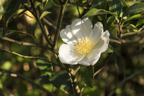 Camellia sasanqua setsugekka - Brisbane Plant Nursery