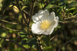 Camellia sasanqua setsugekka - Brisbane Plant Nursery