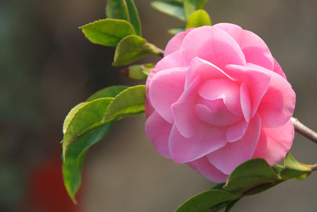 Camellia sasanqua Shell Pink - Brisbane Plant Nursery