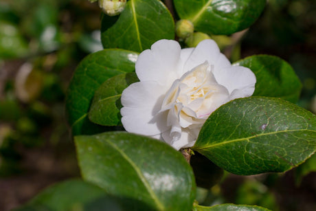 Camellia sasanqua Weroona - Brisbane Plant Nursery