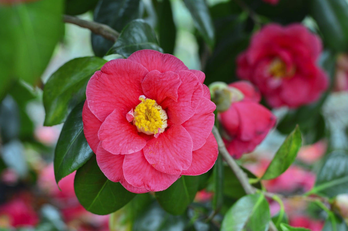 Camellia sasanqua Yuletide - Brisbane Plant Nursery