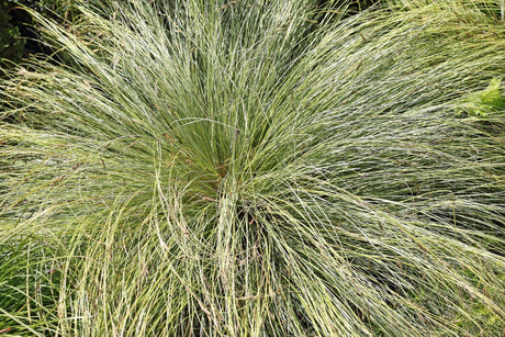 Carex appressa 'Tall sledge' - Brisbane Plant Nursery