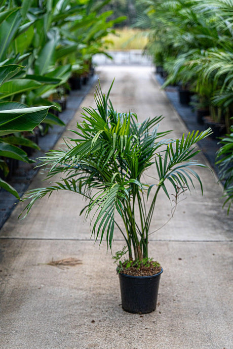 Chamaedorea atrovirens ' Cascade Palm' - Brisbane Plant Nursery