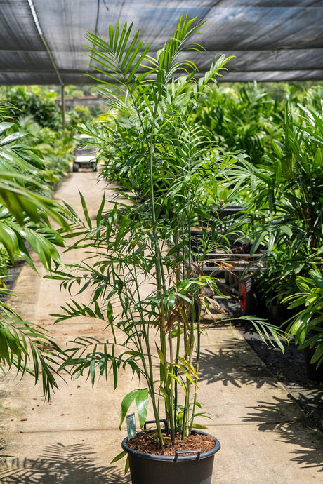 Chamaedorea seifrizii 'Bamboo Palm Tree' - Brisbane Plant Nursery