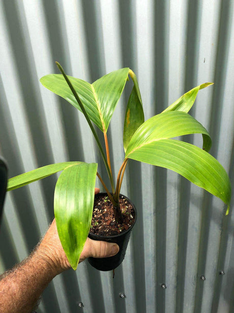 Chambeyronia houailouensis - Brisbane Plant Nursery