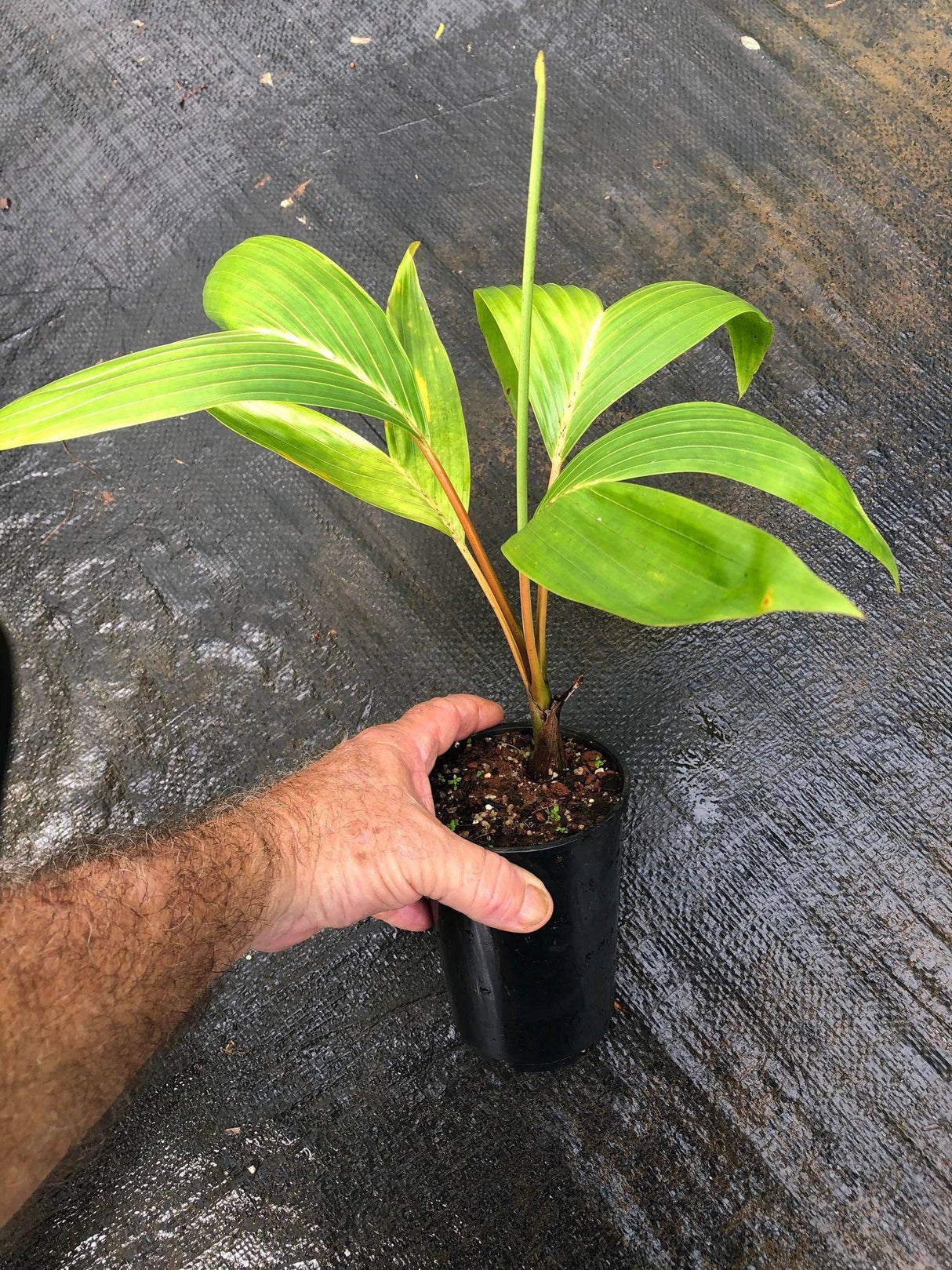 Chambeyronia houailouensis - Brisbane Plant Nursery