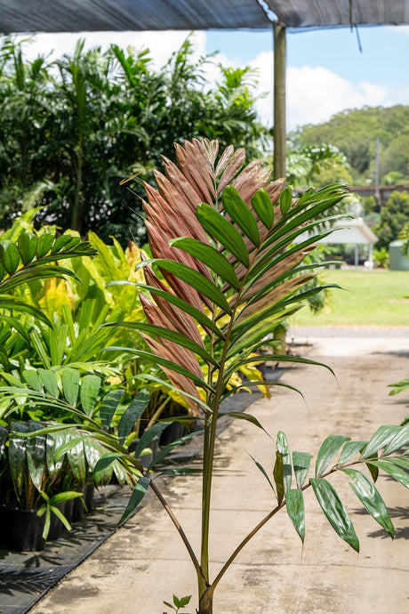 Chambeyronia macrocarpa 'Red Leaf Palm' - Brisbane Plant Nursery
