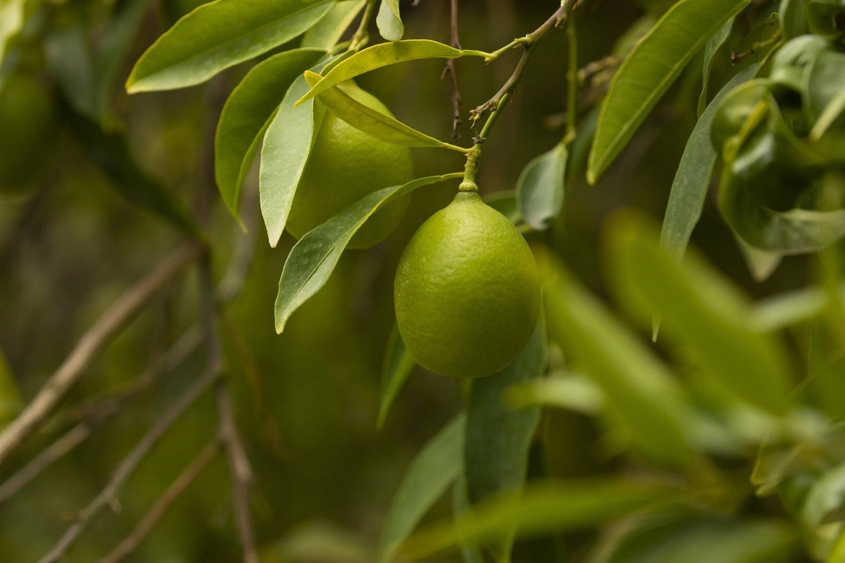 Citrus aurantifolia 'Lime' - Brisbane Plant Nursery