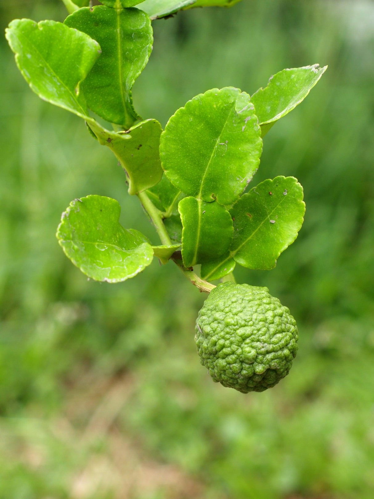Citrus hystrix 'Kaffir Lime' - Brisbane Plant Nursery