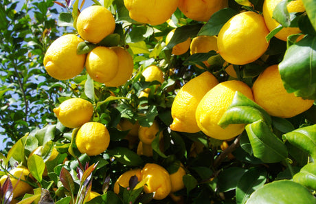 Citrus limon Eureka 'Lemon' - Brisbane Plant Nursery