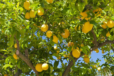 Citrus limon Lemonicious 'Lemon' - Brisbane Plant Nursery