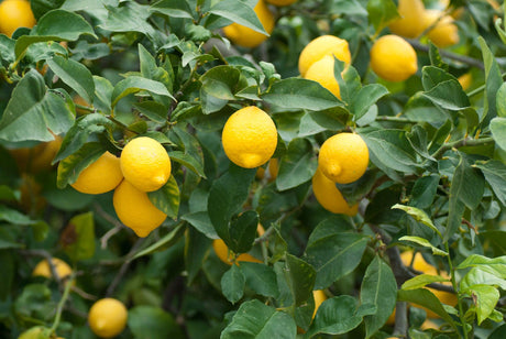 Citrus Meyer 'Lemon' - Brisbane Plant Nursery