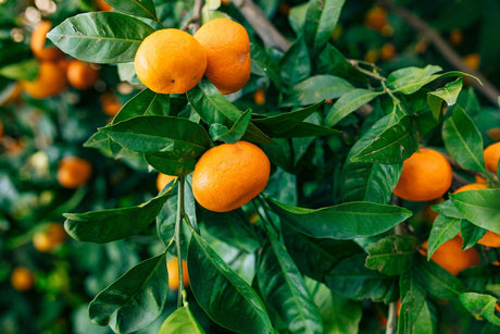 Citrus reticulata 'Imperial Mandarin' - Brisbane Plant Nursery