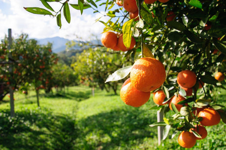 Citrus sinensis 'Orange Blood Navel' - Brisbane Plant Nursery