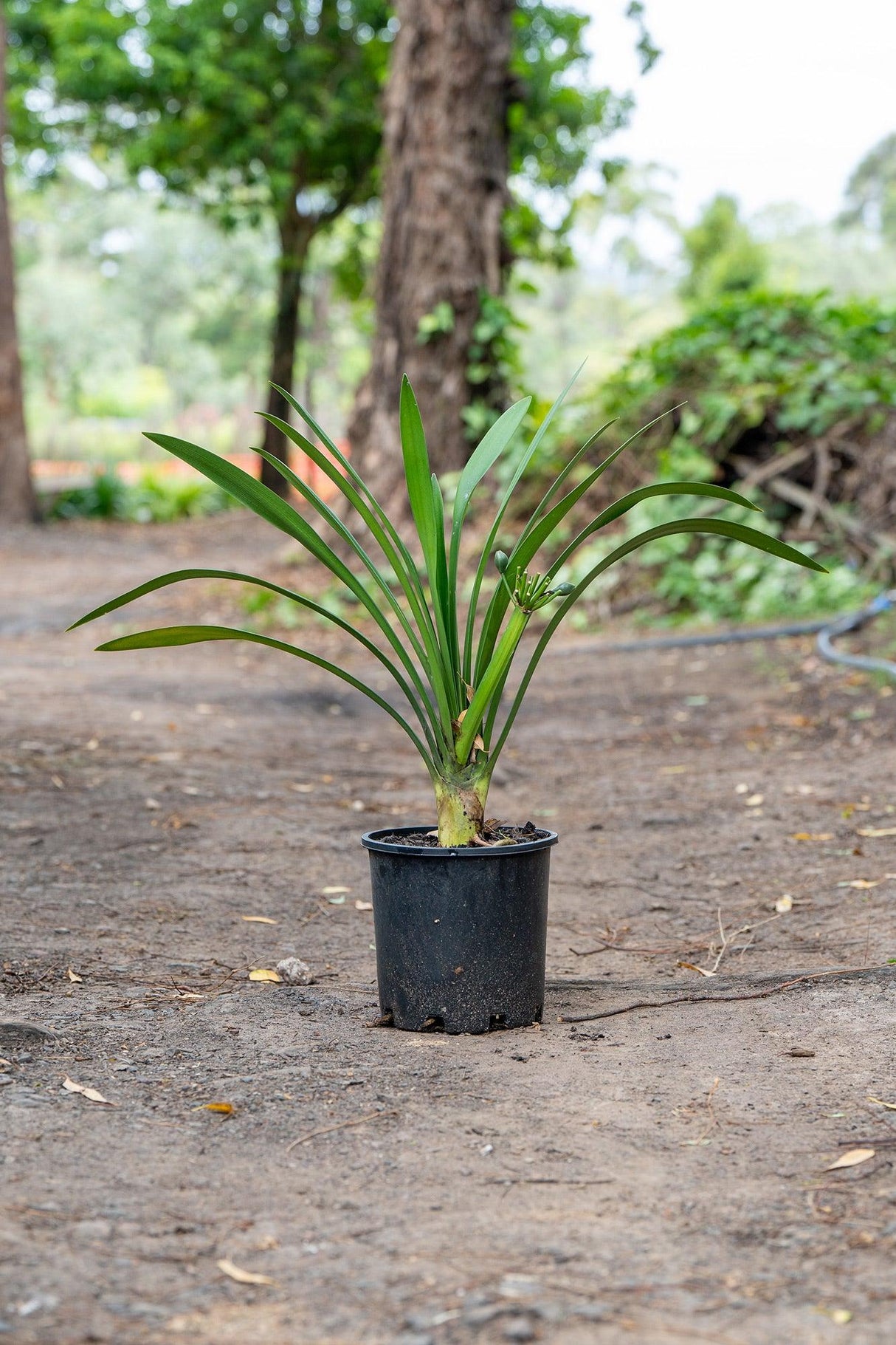 Clivia Miniata 'Natal Lily' - Brisbane Plant Nursery