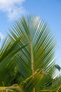 Cocos nucifera - Coconut Palm - Brisbane Plant Nursery