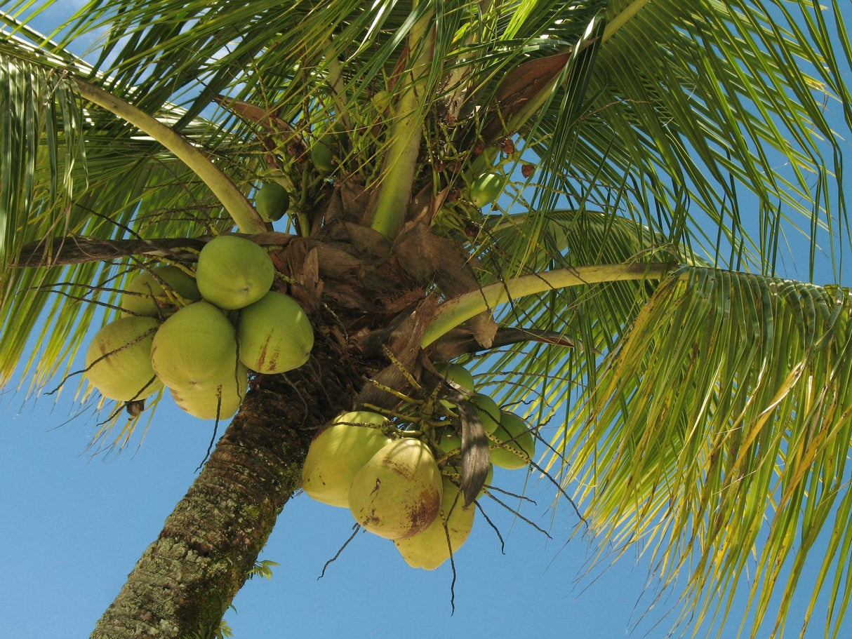 coco palm