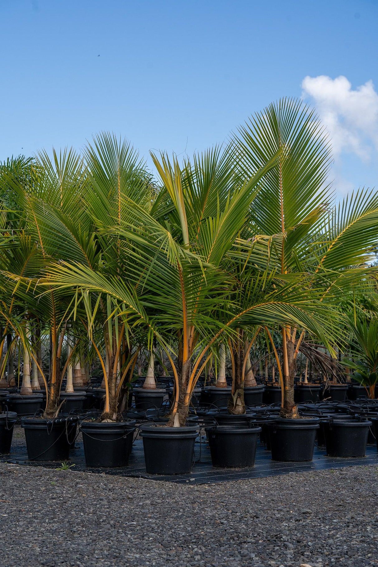 Cocos nucifera - Coconut Palm - Brisbane Plant Nursery