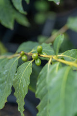 Coffea arabica - Arabic Coffee - Brisbane Plant Nursery