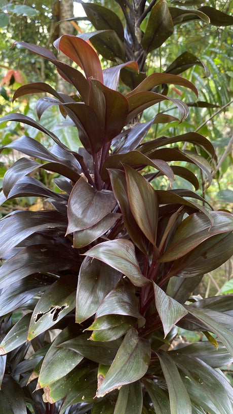 Cordyline fruticosa Caruba Black - Brisbane Plant Nursery