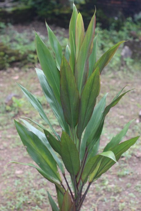 Cordyline fruticosa Hilo Rainbow - Brisbane Plant Nursery