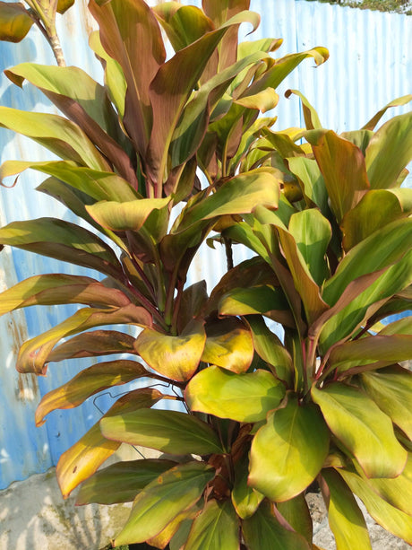 Cordyline fruticosa Kiwi Pride - Brisbane Plant Nursery