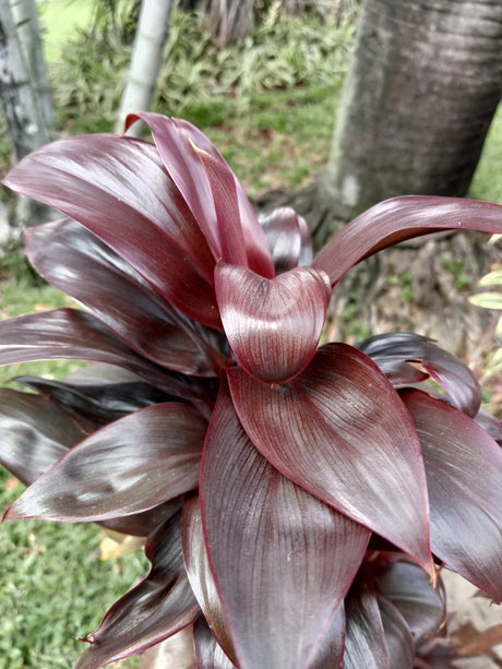 Cordyline fruticosa Negra - Brisbane Plant Nursery