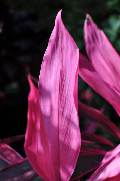 Cordyline fruticosa Pink Champion - Brisbane Plant Nursery
