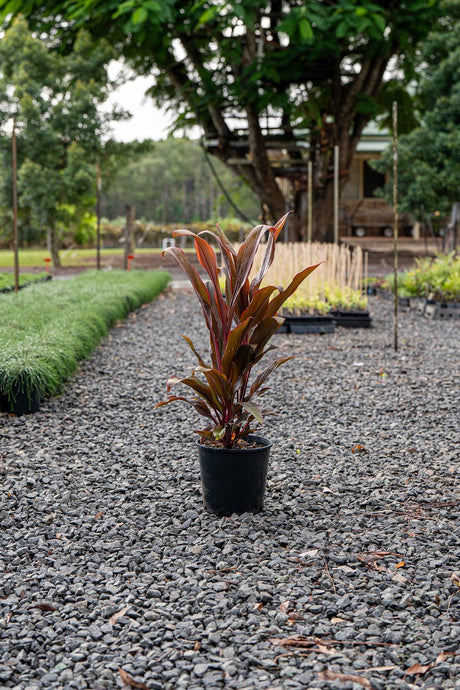 Cordyline fruticosa Rubra - Brisbane Plant Nursery